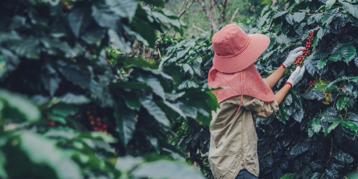 Hand-picked coffee cherries during harvest