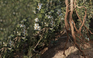 Botanical roots in dark soil