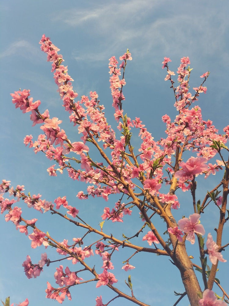 Peach Blossom