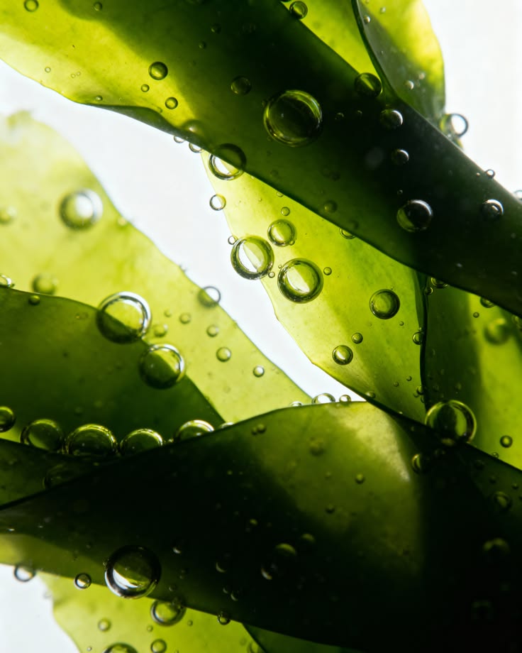 Green Algae