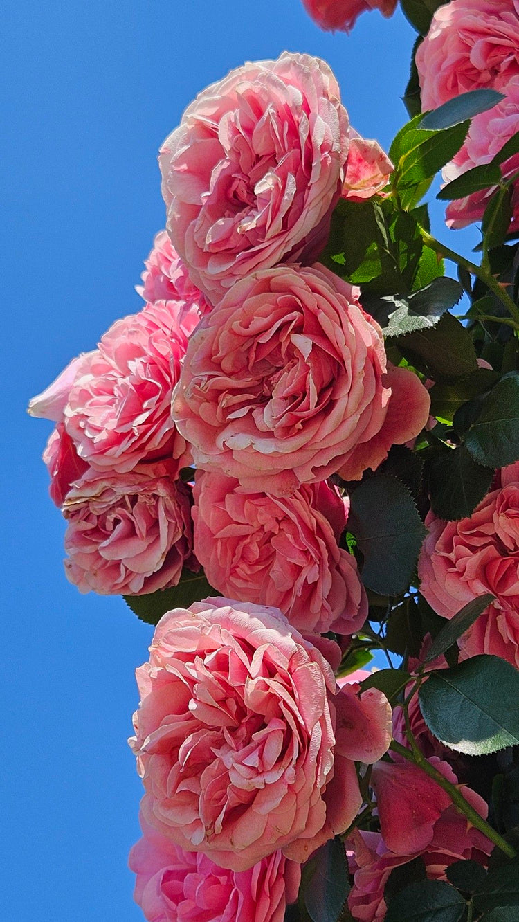 Camellia