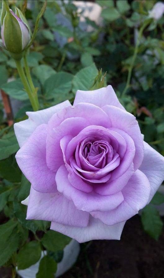 Purple Rose