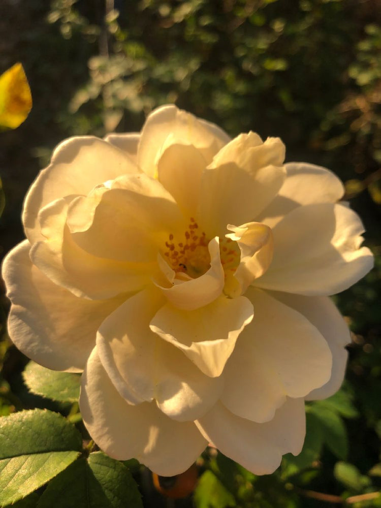 Golden Rose