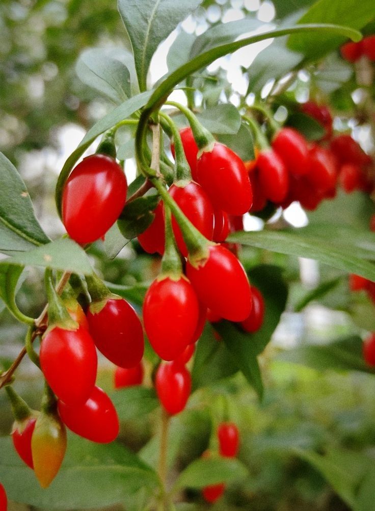 Goji Berry