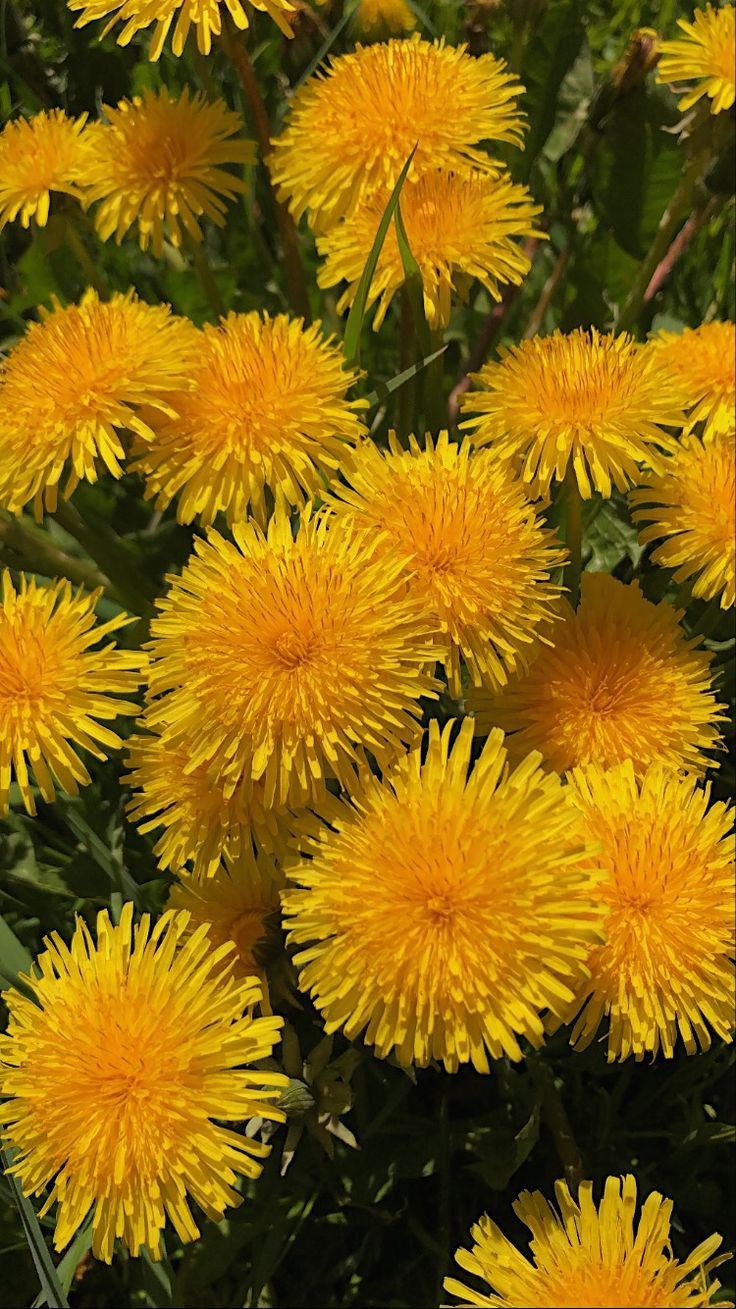 Dandelion