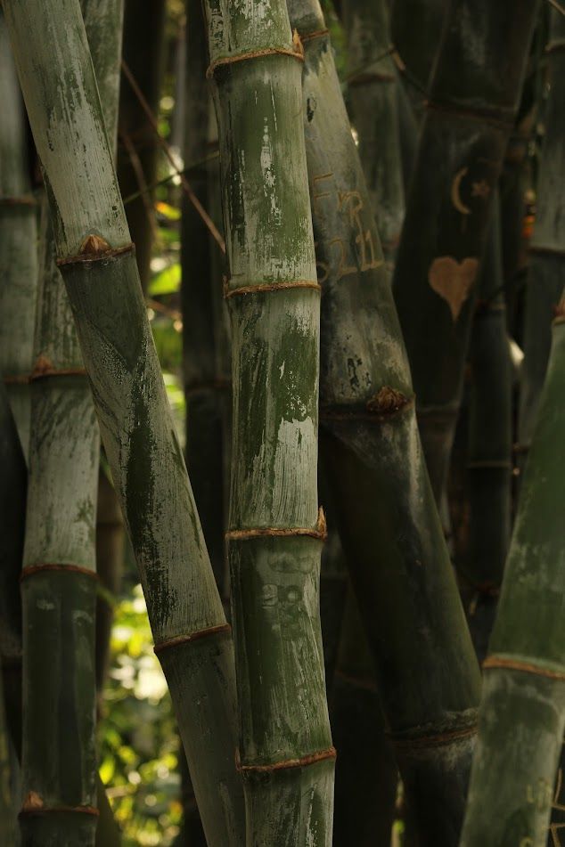 Moso Bamboo