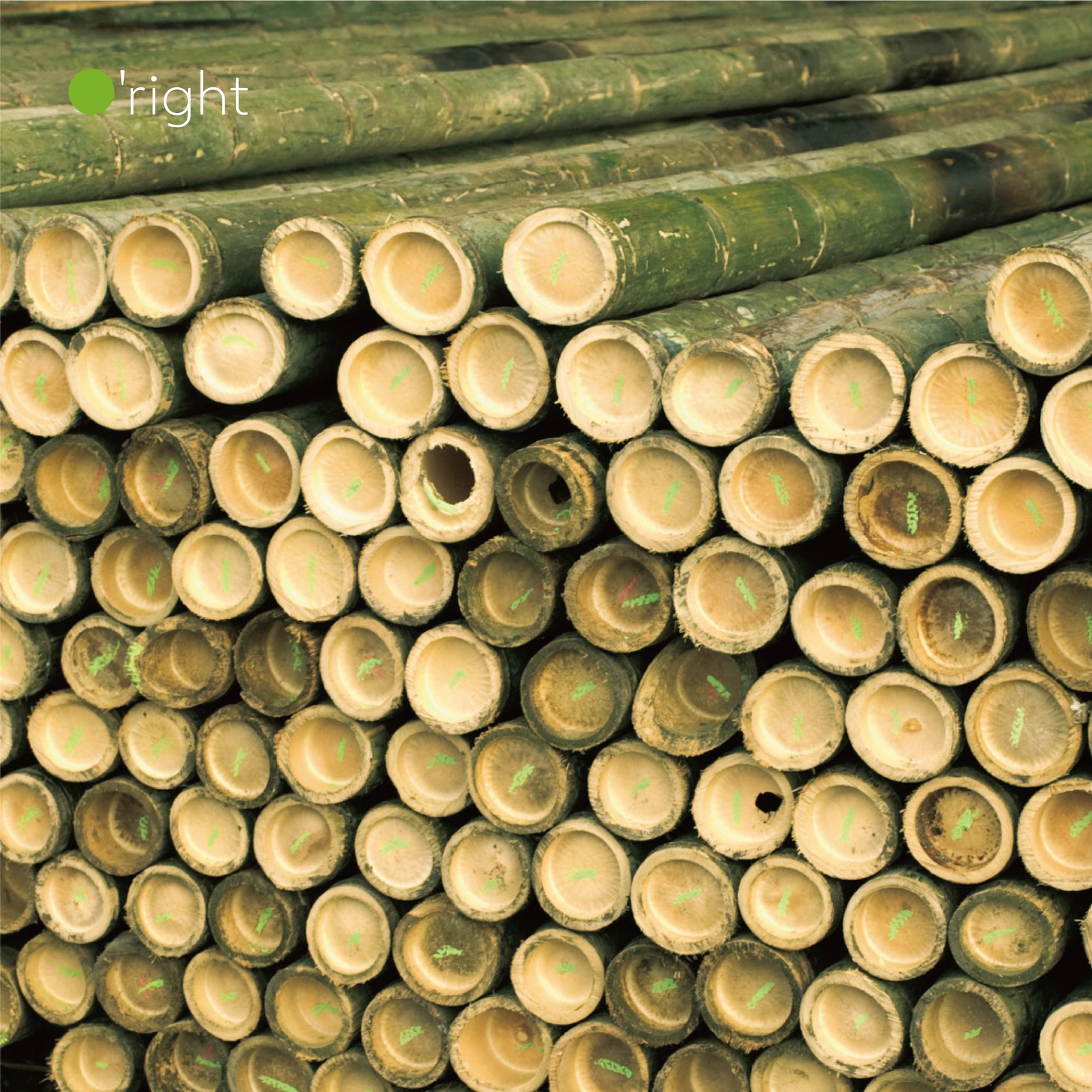 Nantou — bamboo forests