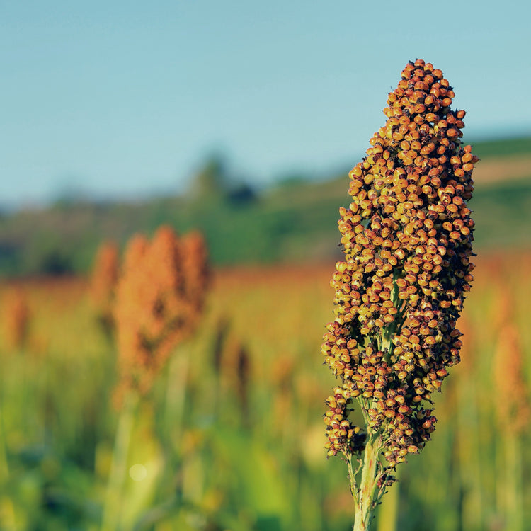 Natural Spent Grains