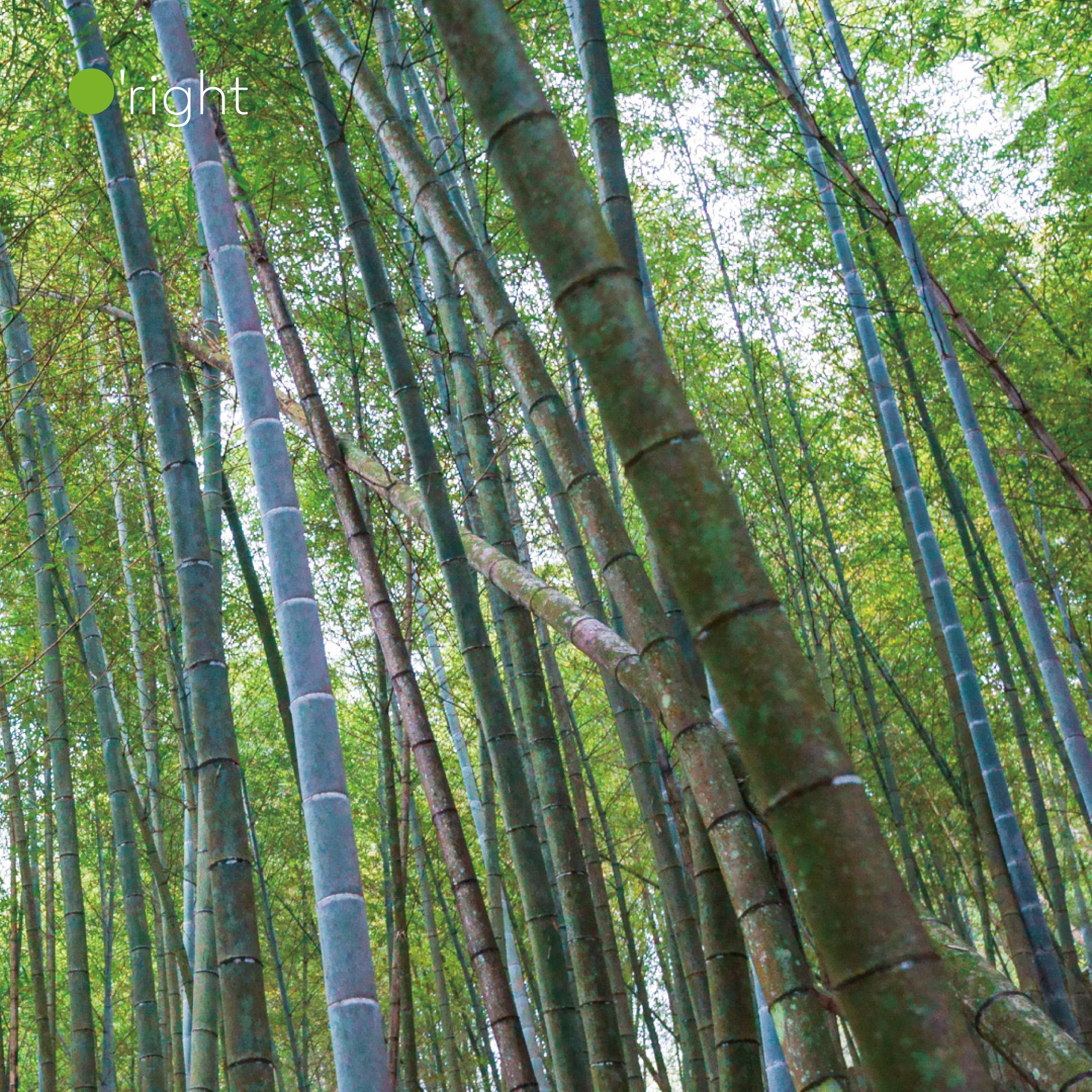 Moso bamboo forest in Nantou, Taiwan