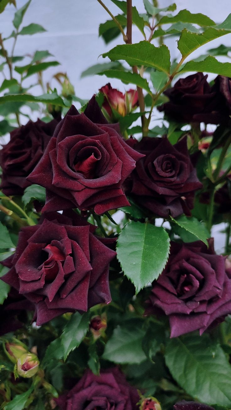 Wild Rose