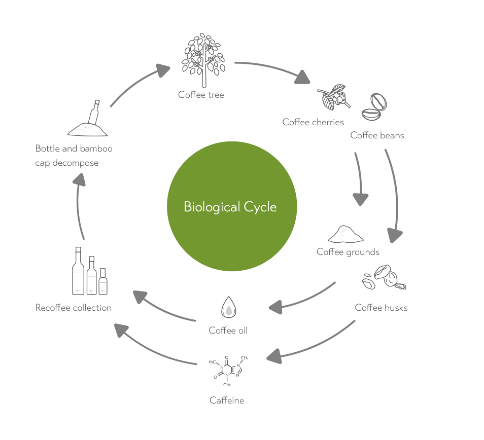 The biological cycle