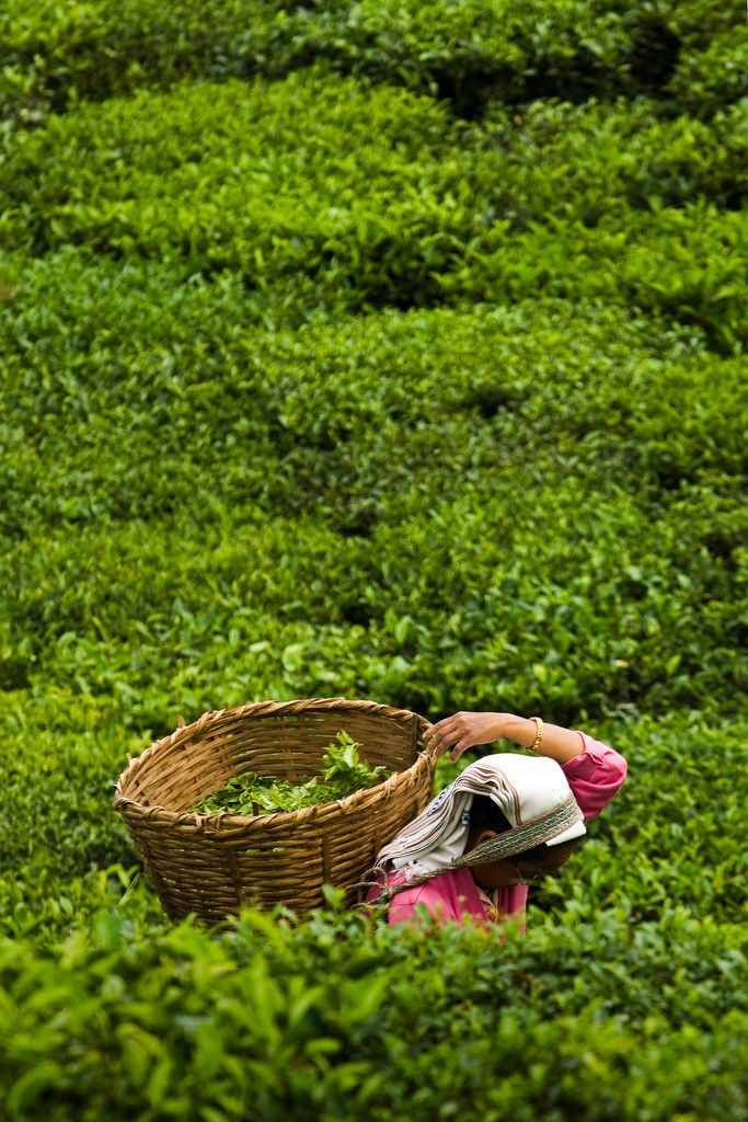 Tea Tree