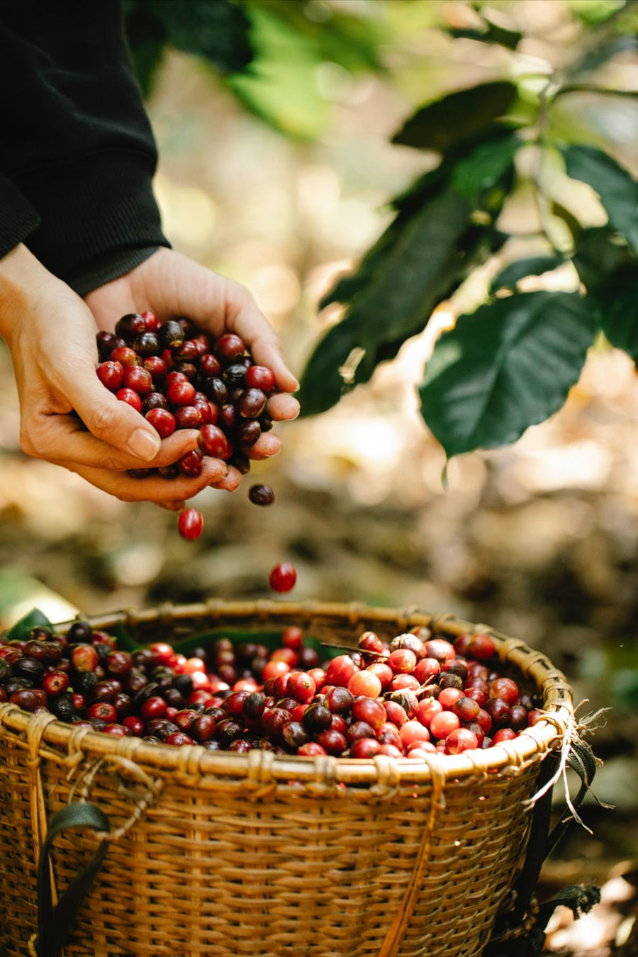 Recoffee Caffeine