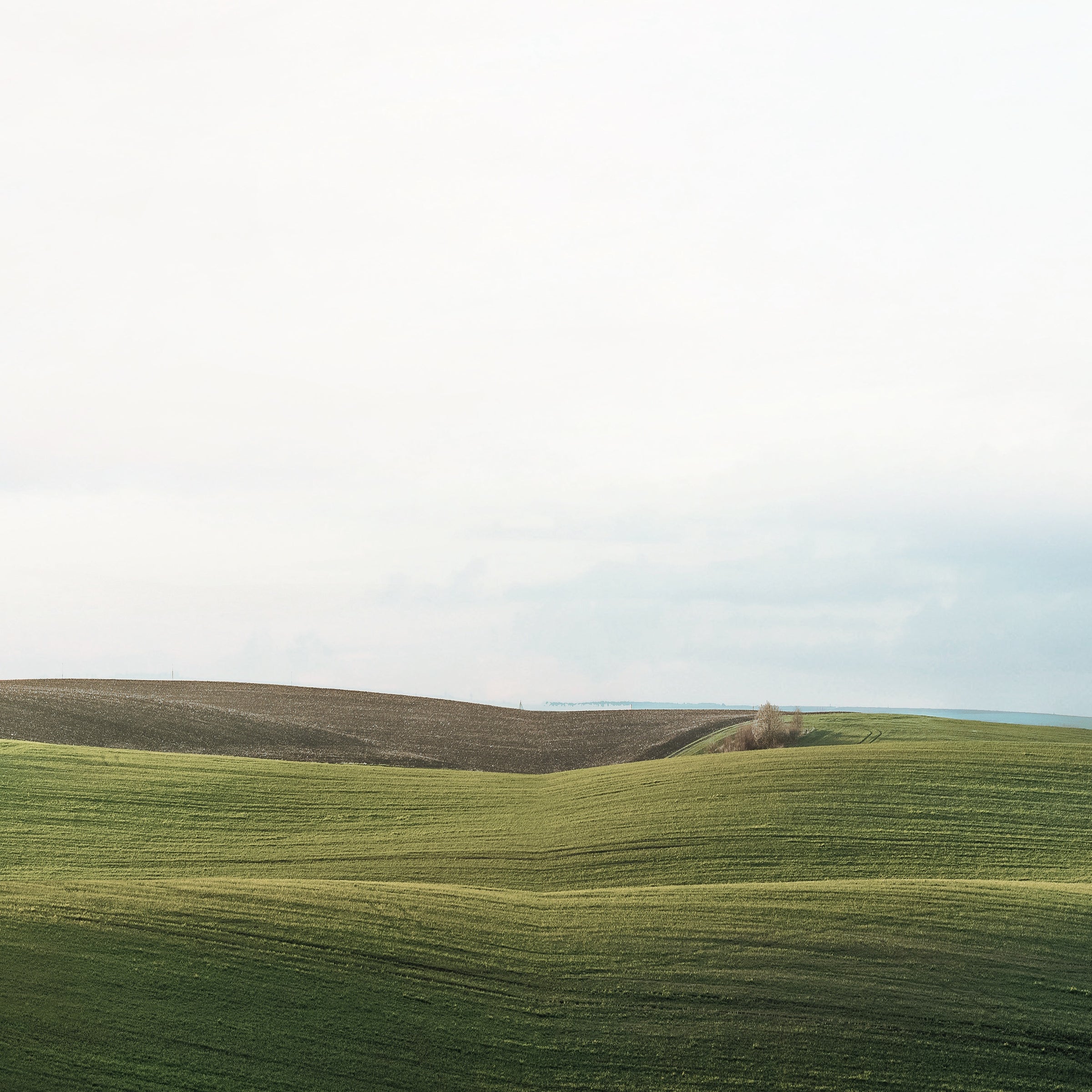 Rolling green fields under a soft sky