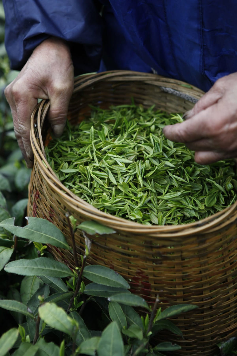 Green Tea