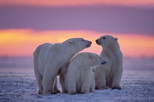 Watercolour polar bear, the brand's climate mascot