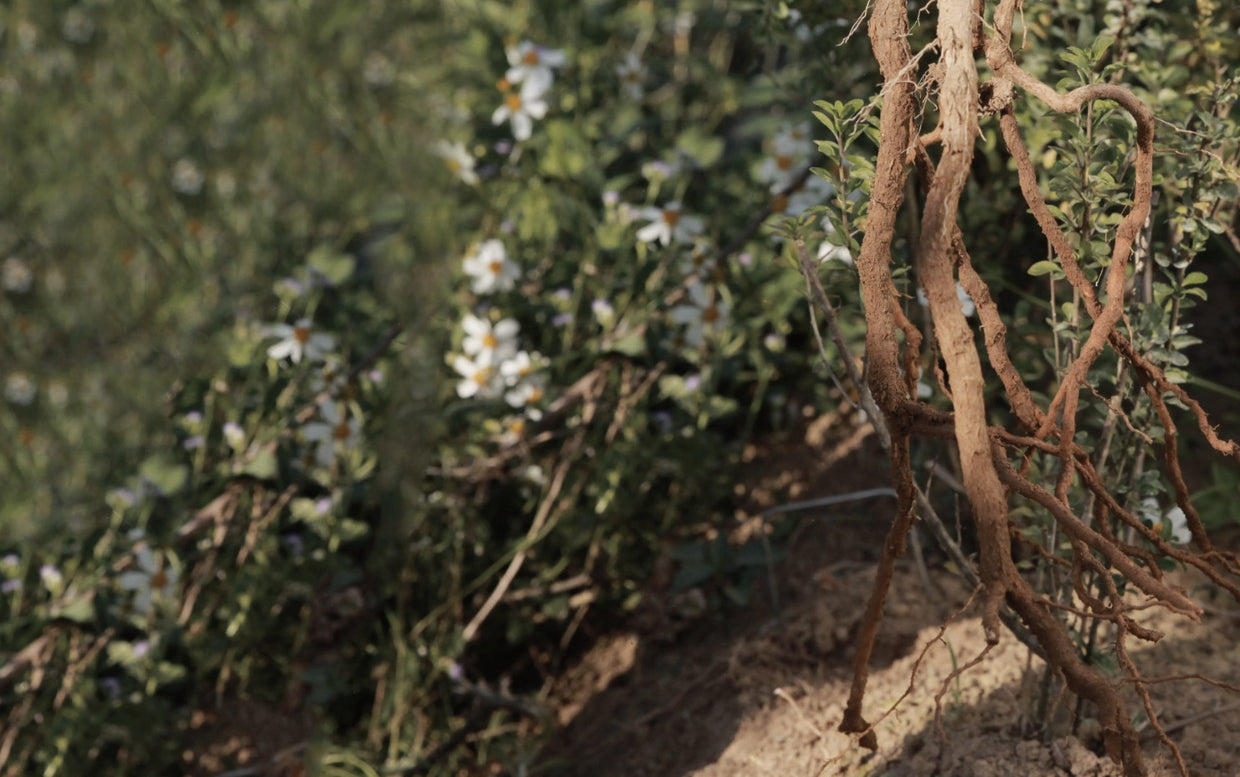 Botanical roots in dark soil